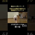 潔癖症なイッヌww #dog #ブルドッグ #bulldog #ブルドッグ子犬 #ドッグ #大掃除 #年末 #潔癖症 #englishbulldog #犬のいる暮らし(YouTube)