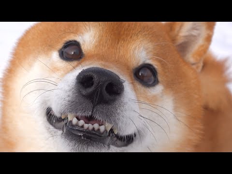 雪遊びの最中‥先に妹だけ室内に入れると表情が180度変わる柴犬兄。(YouTube)