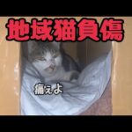 庭に住み着いた猫が怪我したので保護します(YouTube)