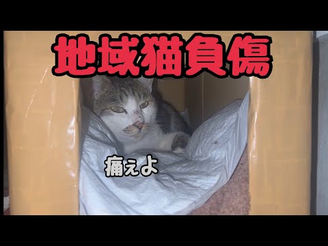 庭に住み着いた猫が怪我したので保護します(YouTube)