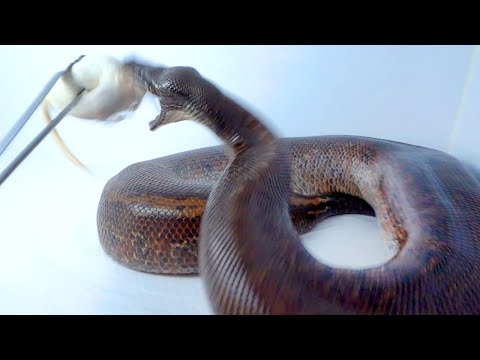 超絶空腹の大蛇の捕食がヤベェ。(YouTube)