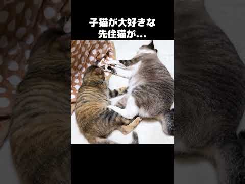 子猫が大好きな先住猫がこのあと…　#shorts(YouTube)