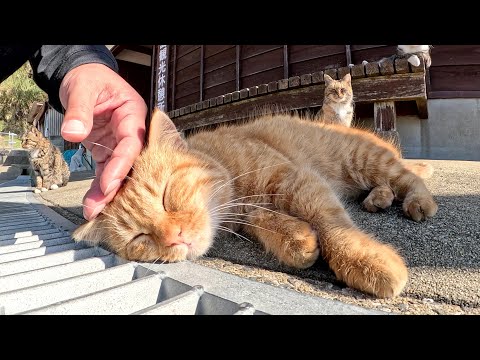 猫島の休憩所に行くと、たくさんの猫達がモフらせてくれた(YouTube)