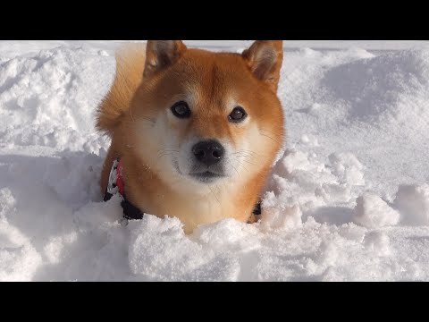 柴犬ハチ、雪風呂してしまう。(YouTube)