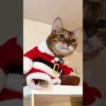 足癖悪いテトサンタ🧑‍🎄 #shorts(YouTube)