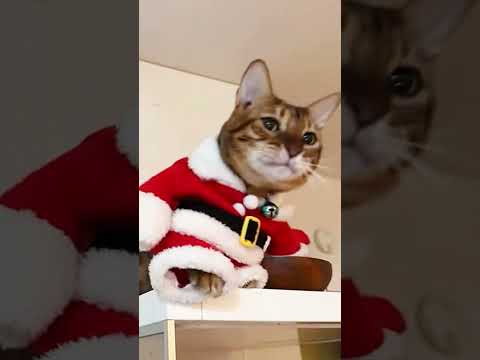 足癖悪いテトサンタ🧑‍🎄 #shorts(YouTube)