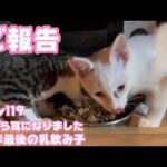 ご報告 さくら耳になったよ 無事に手術終わりました  Day119  【2023 12 26 -1】(YouTube)