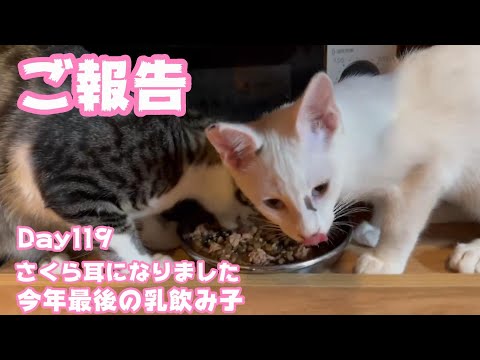 ご報告 さくら耳になったよ 無事に手術終わりました  Day119  【2023 12 26 -1】(YouTube)