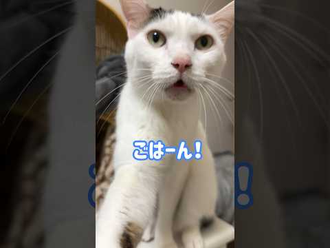 ごはんが欲しすぎる猫は喋ります！w #shorts(YouTube)
