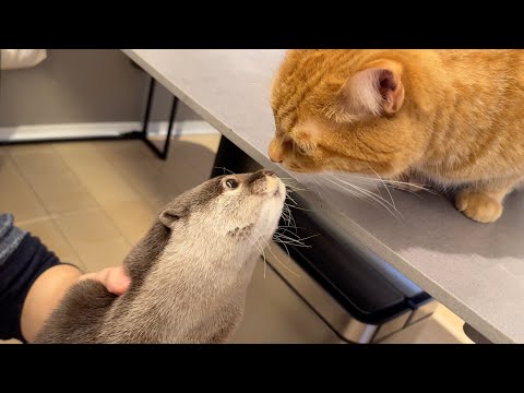閲覧注意！定期検診的にまたカワウソの肛門絞りを行いました Warning for viewing! Another otter express the anal glands!(YouTube)