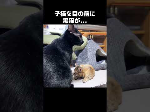 子猫を目の前にした黒猫がこうなります…　#shorts(YouTube)