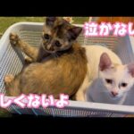 寂しくないよ 泣かないよ 最後の乳飲み子 Day97 【2023 12 05-2】(YouTube)
