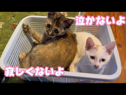 寂しくないよ 泣かないよ 最後の乳飲み子 Day97 【2023 12 05-2】(YouTube)