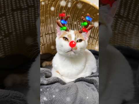 メリークリスマス🎄トロトナカイです🐱 #shorts(YouTube)