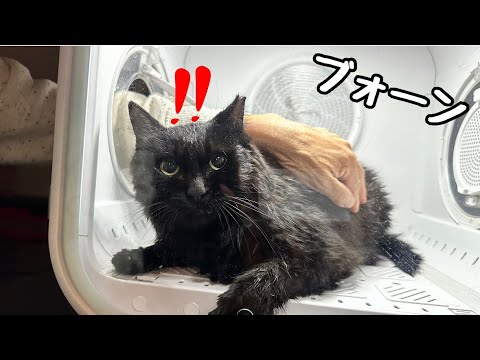 前回脱走されたドライヤーBOX今回は逃しません！(YouTube)