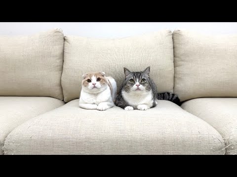 【ご報告】4年間お世話になった皆様へ。(YouTube)