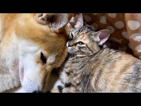 柴犬を抱き枕にして寝る子猫を抱き枕にする子猫(YouTube)