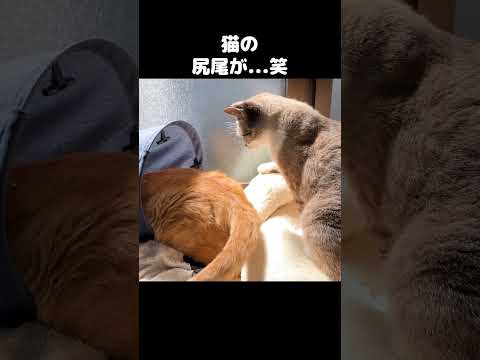 茶トラ猫のしっぽが妹猫に当たり続けた…笑　#shorts(YouTube)