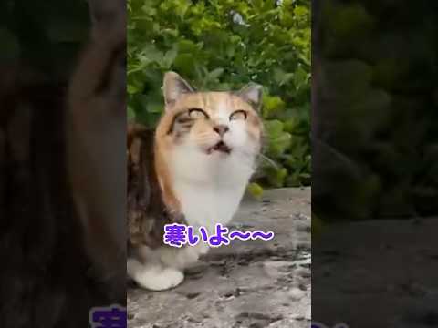 風が強いにゃー！！(YouTube)