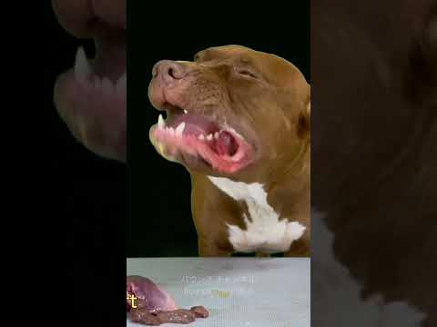 閲覧注意⚠️生肉を食べるピットブルの咀嚼音(YouTube)