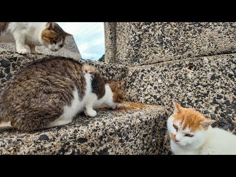 防波堤の下でカリカリを食べる野良猫の小グループ(YouTube)