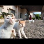 【廃墟の島】島で唯一営業しているっぽい宿泊施設の前は猫の集会所だった(YouTube)