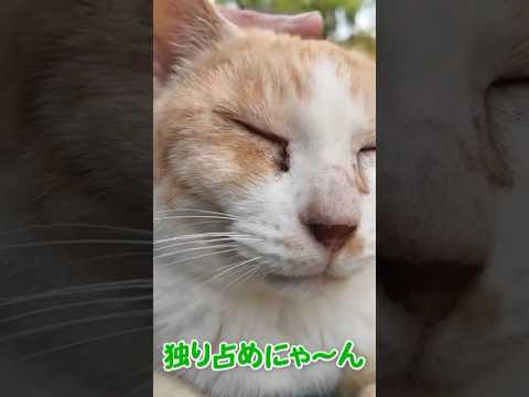 なでなでされて満足にゃ♪(YouTube)