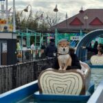 柴犬がアトラクションに乗った結果…満更でもない表情に5万いいね「犬さんも乗れるのか！」「ぜひ行きたい」と癒やされる人続出(ブログ)