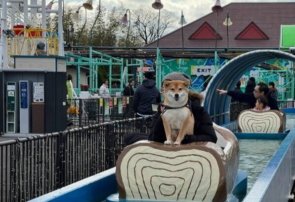 柴犬がアトラクションに乗った結果…満更でもない表情に5万いいね「犬さんも乗れるのか！」「ぜひ行きたい」と癒やされる人続出(ブログ)