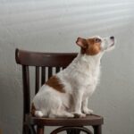 愛犬が『何もないはずの場所』をじっと見つめるのはなぜ？もしかして霊が見えてる？考えられる6つの理由(ブログ)