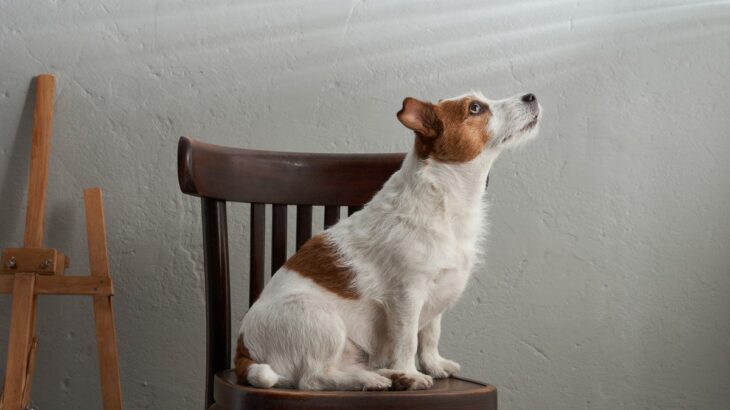 愛犬が『何もないはずの場所』をじっと見つめるのはなぜ？もしかして霊が見えてる？考えられる6つの理由(ブログ)