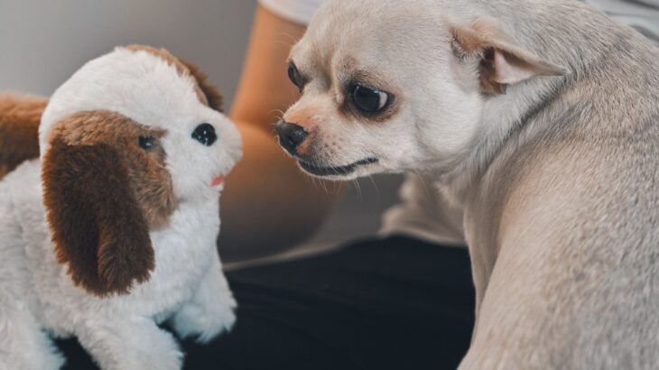 犬がおもちゃに唸っているのはなぜ？4つの心理と注意すべきポイントとは(ブログ)