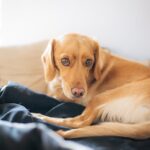 犬の下半身に異常が出る『4つの病気・ケガ』 歩き方でもわかる見極め方とは？(ブログ)