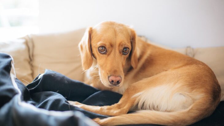 犬の下半身に異常が出る『4つの病気・ケガ』 歩き方でもわかる見極め方とは？(ブログ)