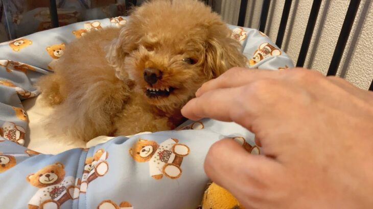 犬のおもちゃを回収しようとしただけなのに…まさかの『ブチギレ』が16万再生を突破「反抗的な感じも可愛い」「守っていますね」(ブログ)