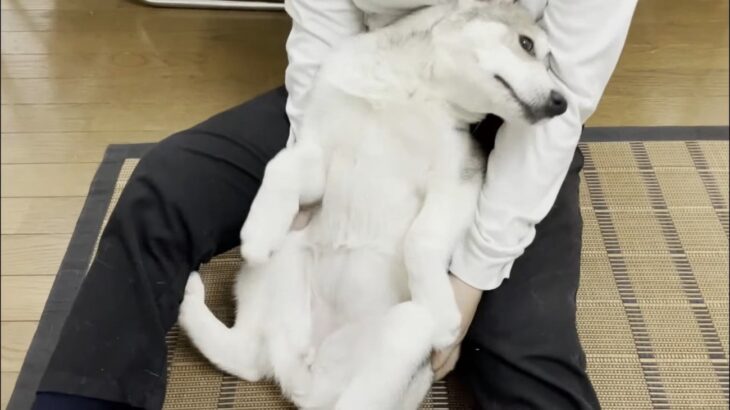 普段はツンデレな子犬ハスキーが『1週間ぶり』に飼い主と会ったら…可愛い過ぎる反応に「癒される」「抱っこ出来るのもあと少し」(ブログ)