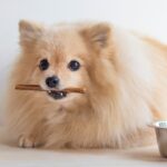 犬がご飯を好き嫌いする理由って？偏食の原因と食べるもの・食べないものがある時の対処法(ブログ)