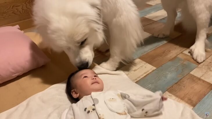 超大型犬が赤ちゃんの笑顔をみた反応がかわいすぎる… 一部始終に355万人がほっこり「見てるだけで幸せ」「微笑ましい」と話題(ブログ)