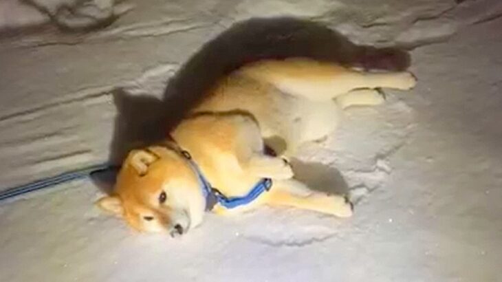 雪遊びをする柴犬が『まるでオットセイ』と2万5000いいね集まる「思ったよりオットセイだった」「めちゃ気持ちよさそう」絶賛の声(ブログ)
