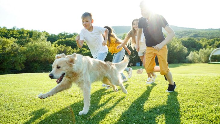 犬にとって『呼び戻し』が重要な理由5選　教えるべきワケや回避できるトラブルとは(ブログ)