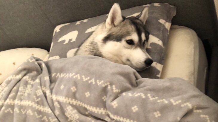 「朝起きたら犬になっていた」ハスキー犬がカフカの『変身』を再現！(ブログ)