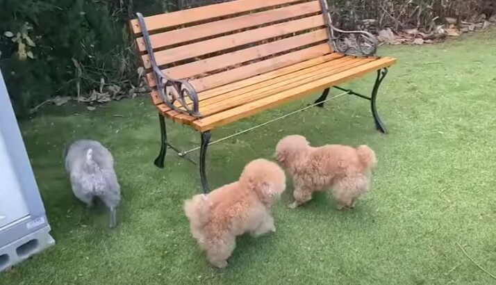 愛犬にそっくり過ぎるワンコとご対面！？　飼い主も分からなくなる程のそっくり度合いにファン驚愕(ブログ)