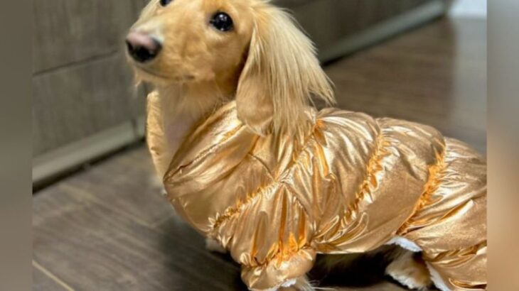 「たぶん世界一似合ってる」「マツケンサンバ過ぎる」　キンキラ服を着こなすワンコに3万4000いいねと絶賛の声集まる(ブログ)