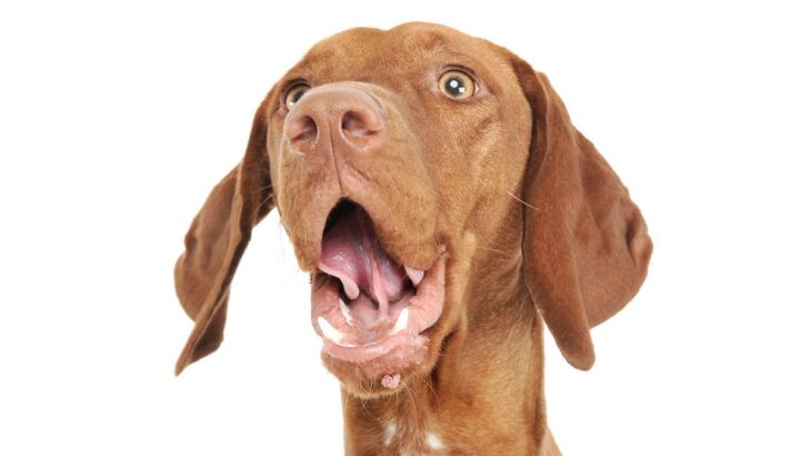 犬がびっくりしてしまう『NG行為』5選　ストレスにつながってしまうダメ行動と改善策(ブログ)