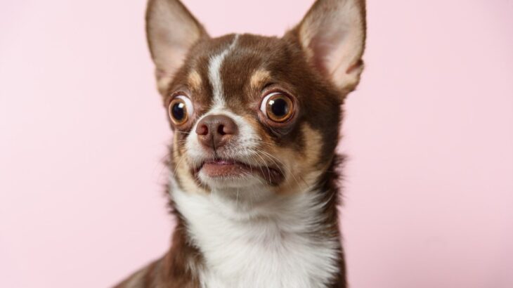 『変なやつ』と思われてるかも？犬には理解ができない『人間の行動』4選(ブログ)