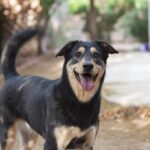 犬はなぜ尻尾を振るのか？について考察した研究結果(ブログ)