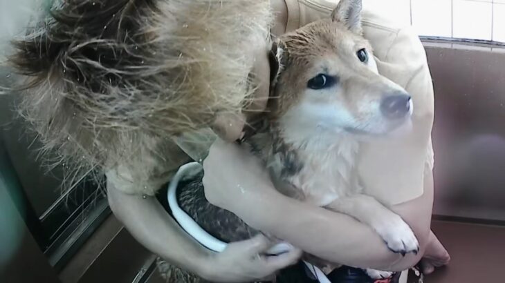 『人によって態度が変わる柴犬』お風呂拒否していたら…パパの登場で状況が一変 「思わず笑った」90万再生を記録した一部始終(ブログ)