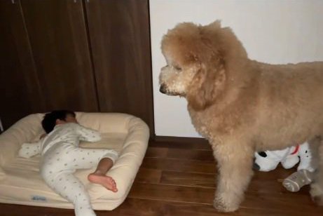 大型犬が子供に『寝床を取られた』結果…切なすぎる行動が197万再生を記録　ションボリ姿に「抱きしめたくなる」「優しいね」(ブログ)