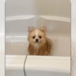 「ゆるさない」濡らされた犬の”怒り”の表情に5.4万いいね！(ブログ)