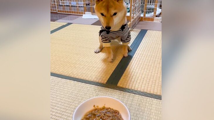『小刻みにご飯に近づく犬』が話題に…どうしてもマテができない光景に952万再生の大反響「思わず吹いた」「こりゃたまらん」(ブログ)